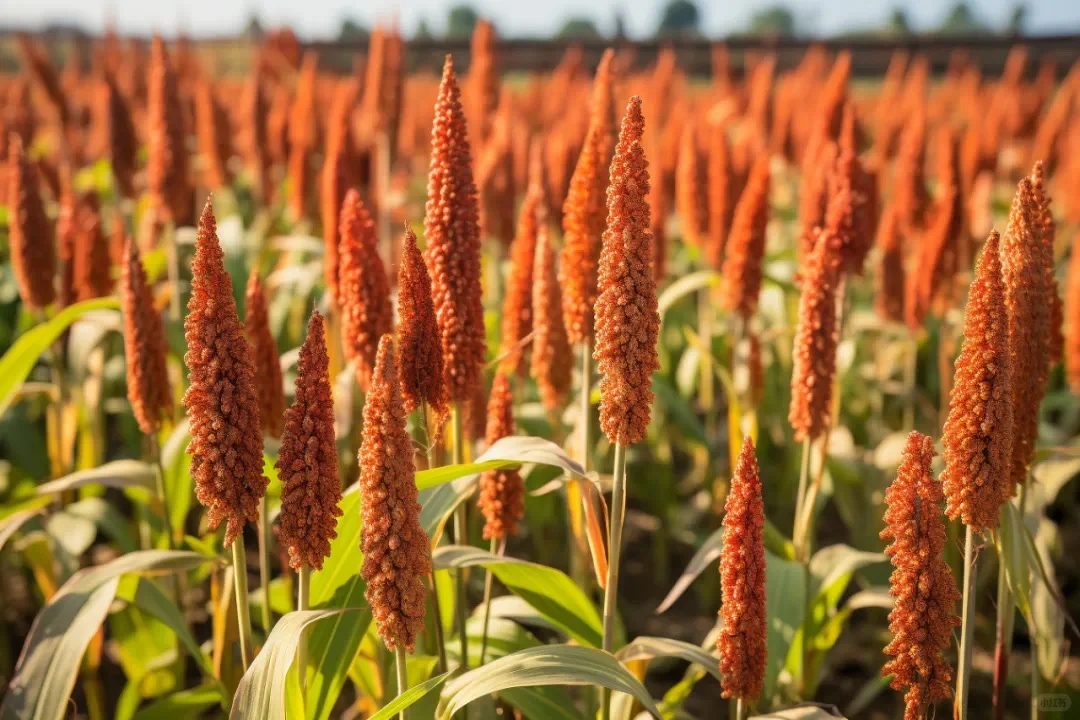 重阳下沙｜一坛酱香酒生命的起点