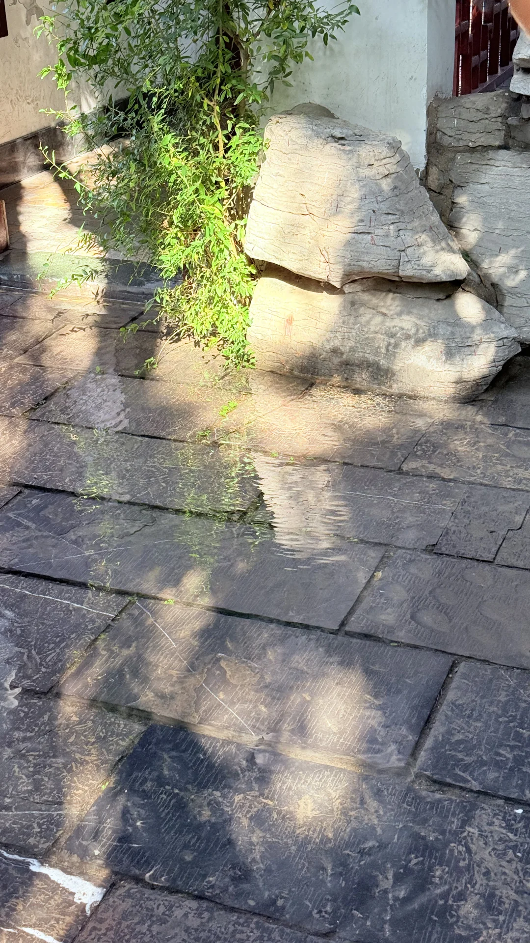 live图｜今天的济南是“清泉石上流”的具象化