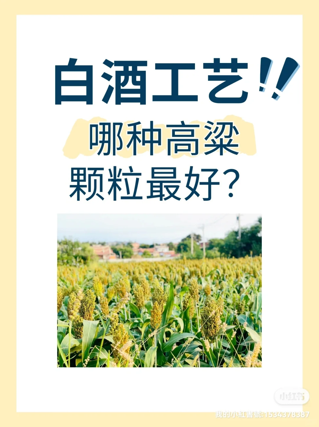 识酒 | 酿造白酒的高粱颗粒哪种最好？