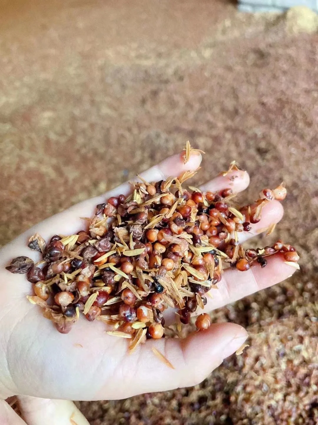 巴中雪山镇40年手作高粱酒！纯粮古法酿的神