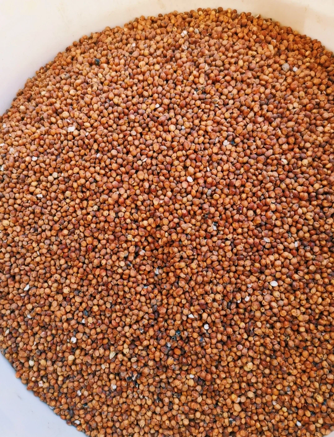 传统制酉，1369年