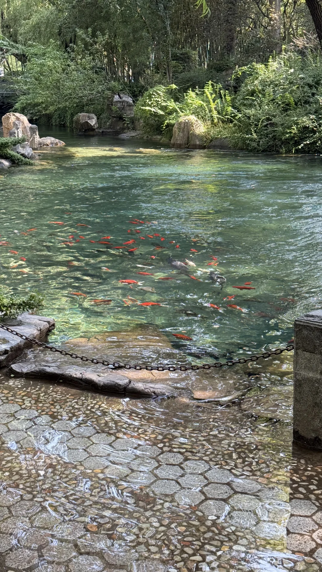 live图｜今天的济南是“清泉石上流”的具象化