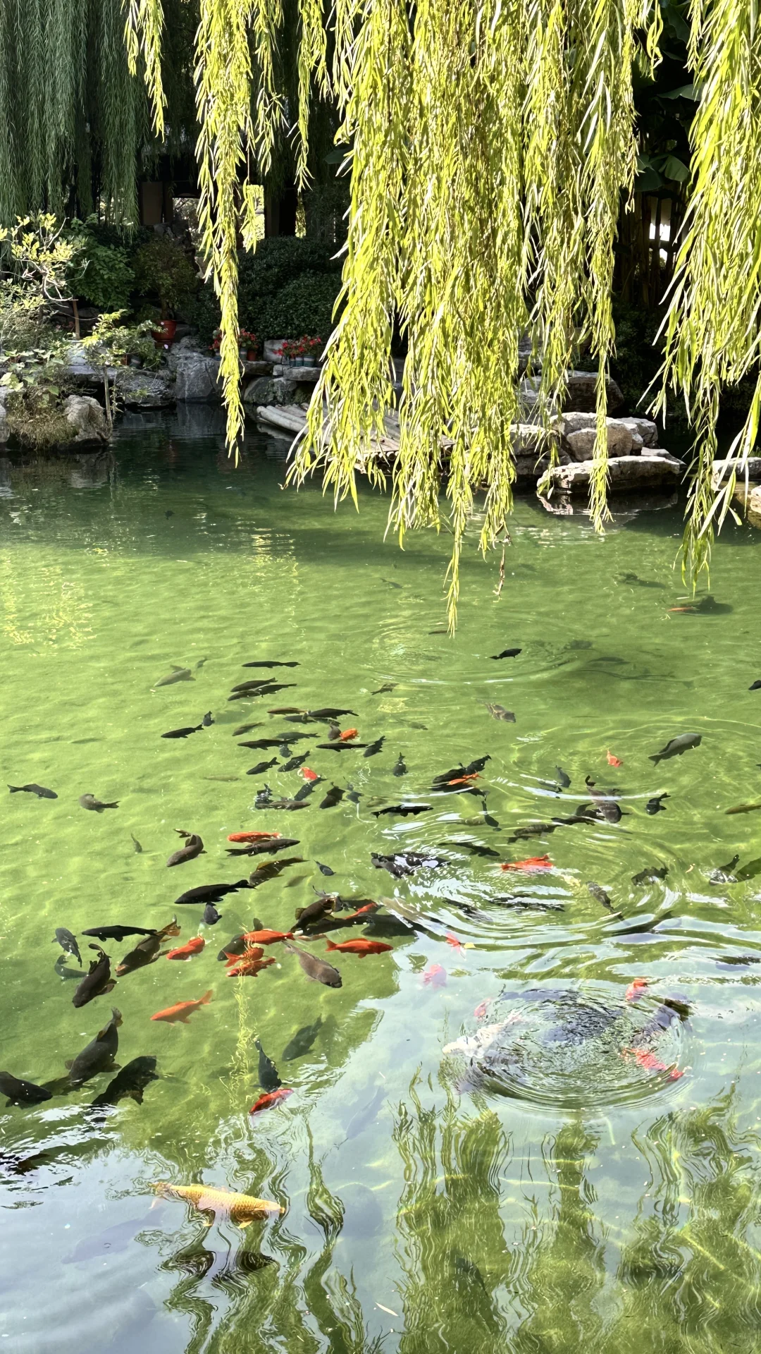 济南的泉水杀疯了！！！！！！！50年不遇