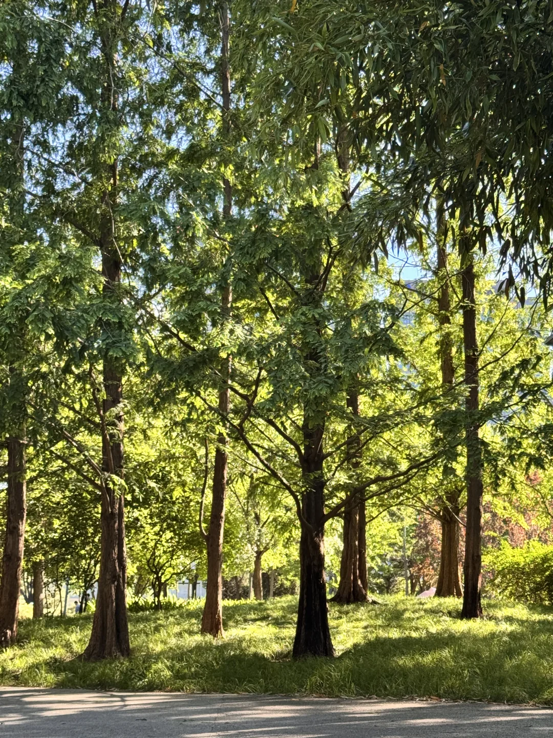 救命！李茶的茶真是我的夏日续命水！?