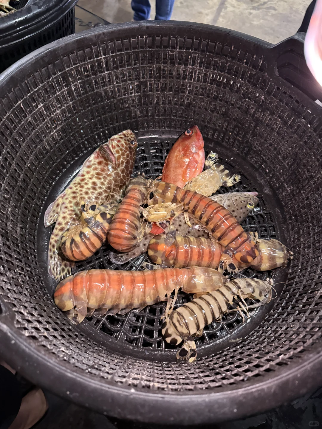 仙本那海鲜砍价价格参考