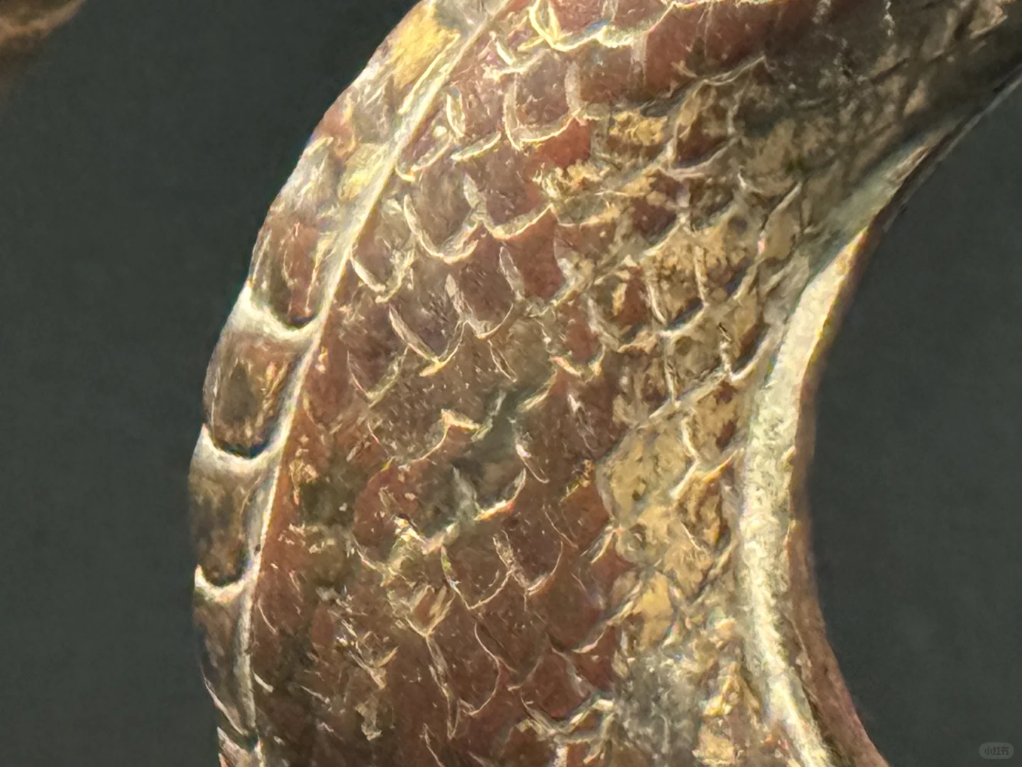 湖北省博物馆文物~ 明代金凤簪