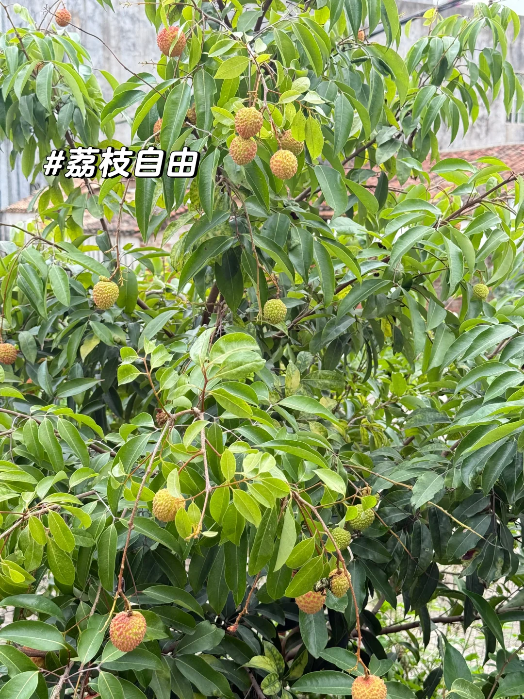 夏日美白水：柠檬百香果气泡水！