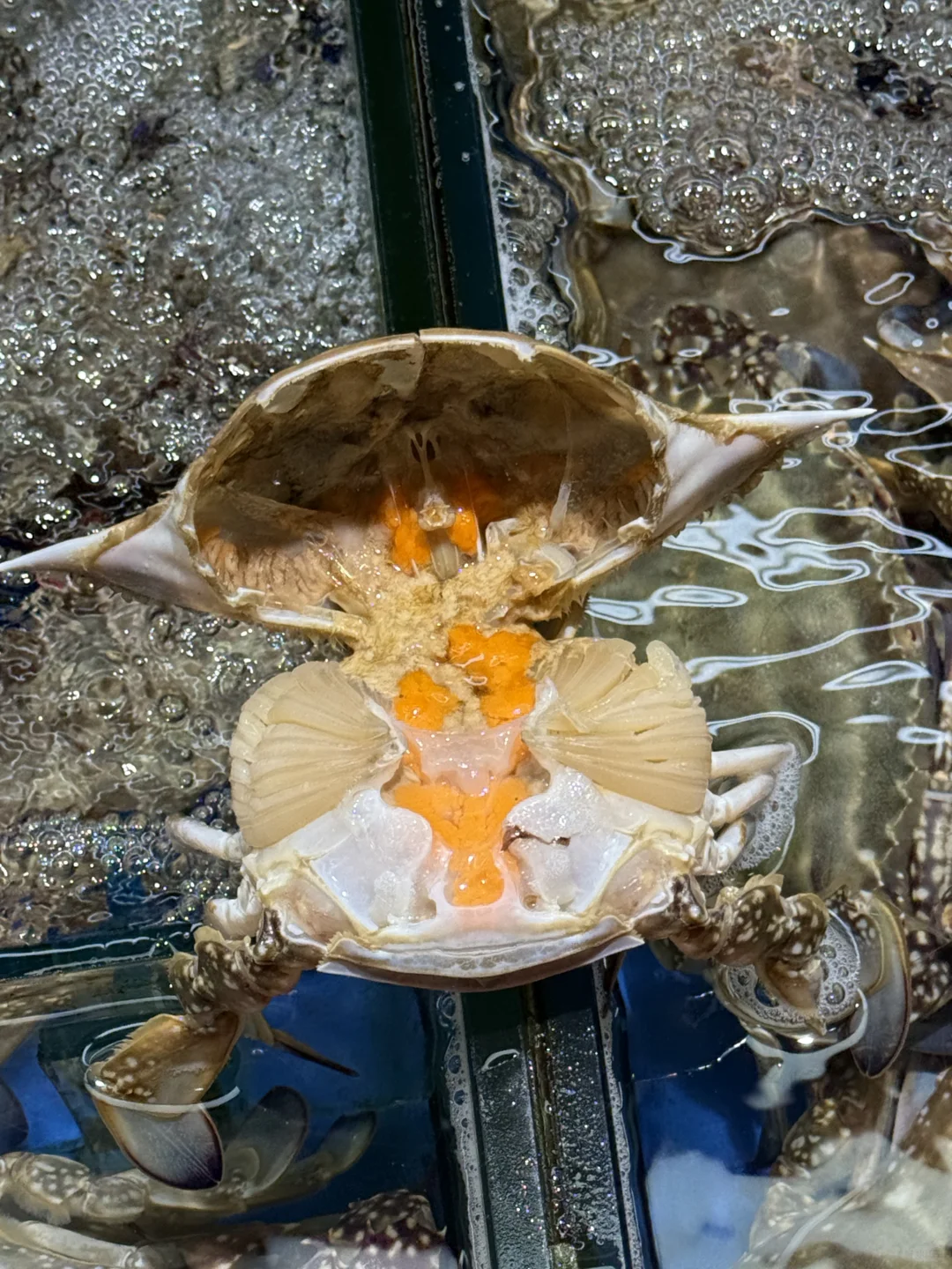 10月海鲜实时价格｜海鲜加工本地人带你避雷