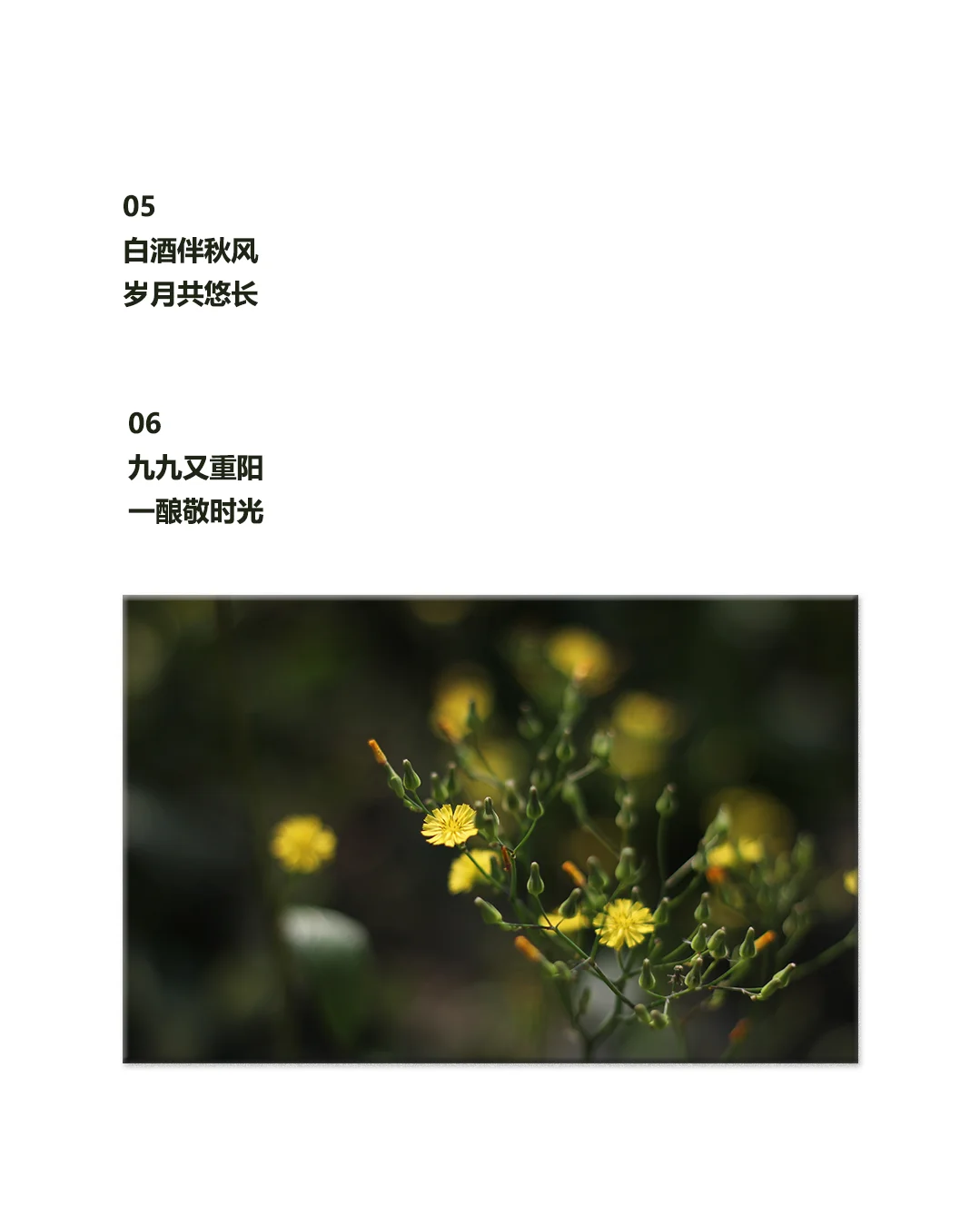 重阳节|白酒行业走心原创文案