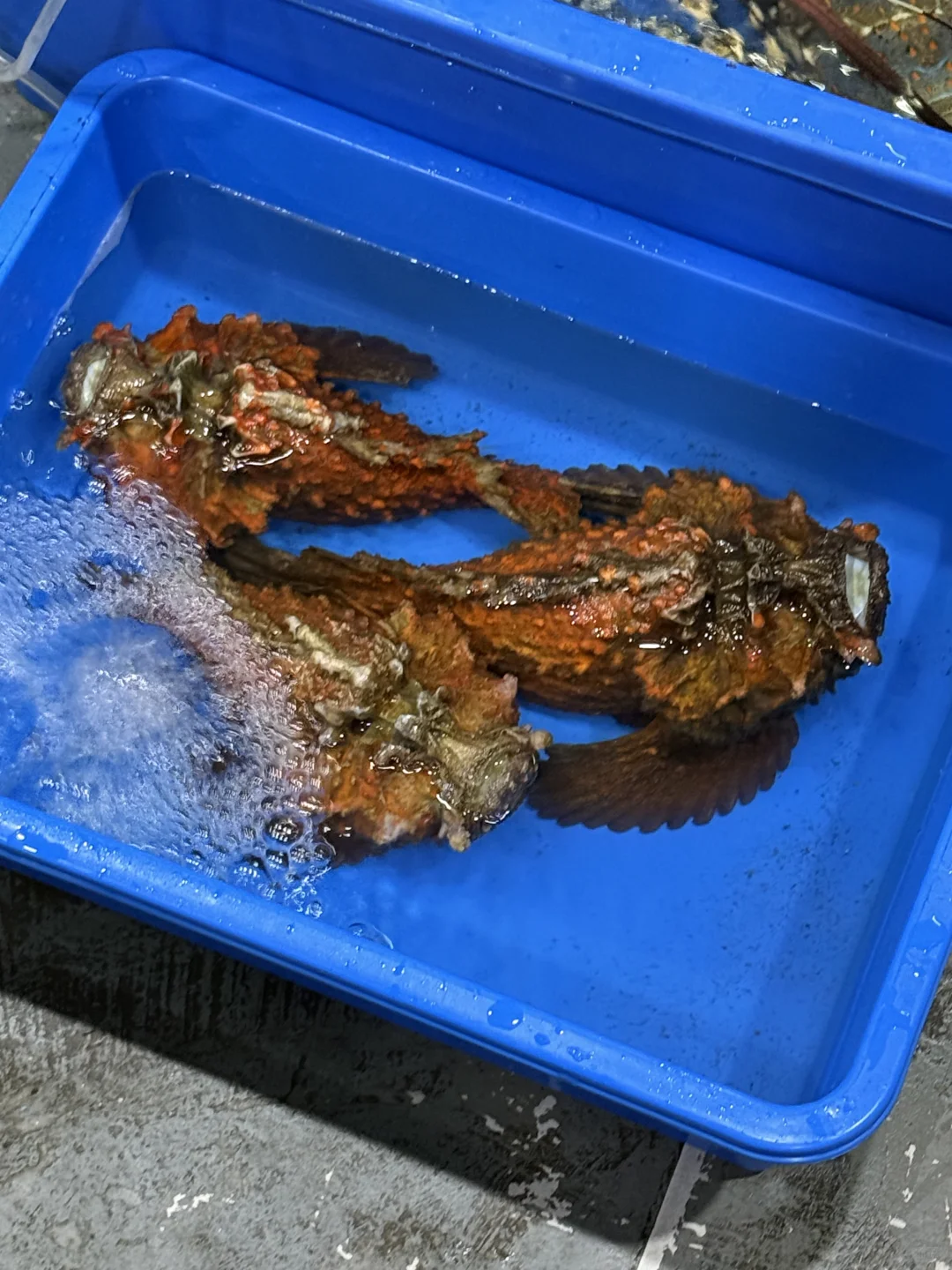 仙本那海鲜砍价价格参考