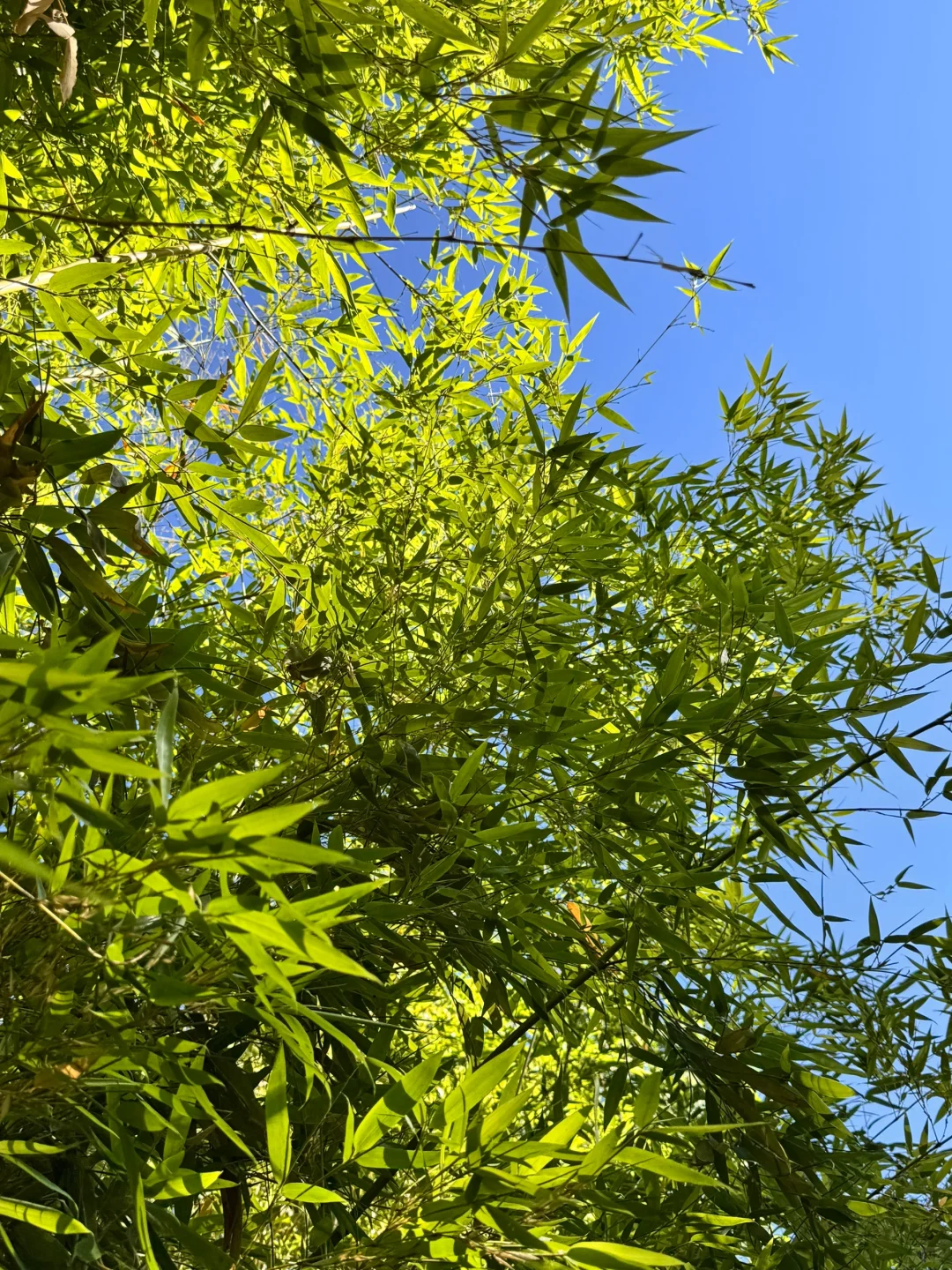 救命！李茶的茶真是我的夏日续命水！?