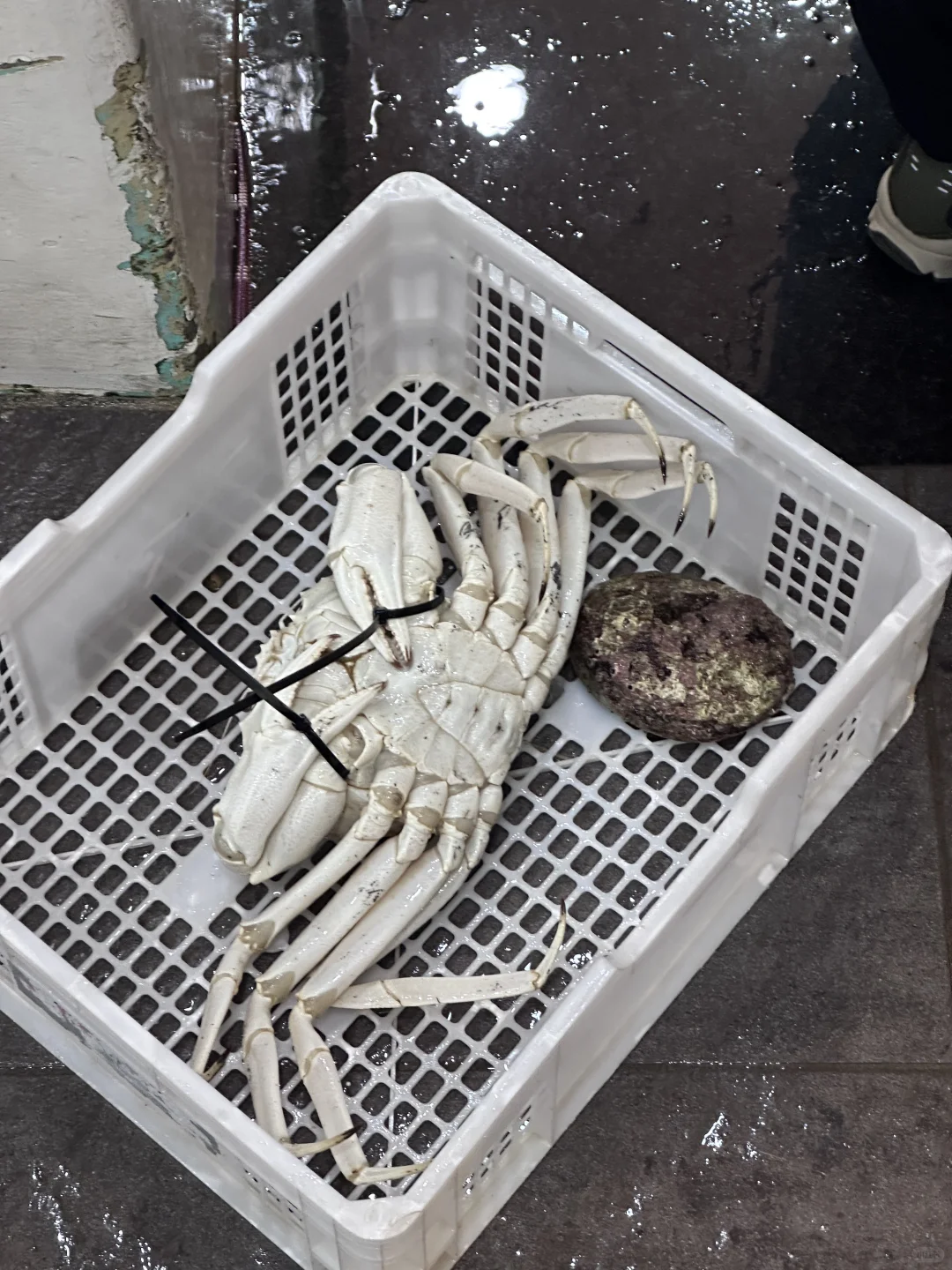 悉尼鱼市场最好吃的海鲜出现！??