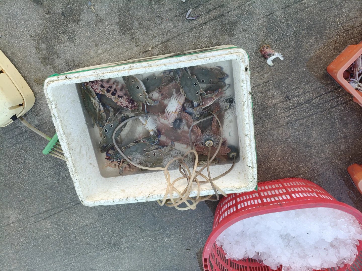 陵水新村码头！本地妹带买海鲜+加工，省一