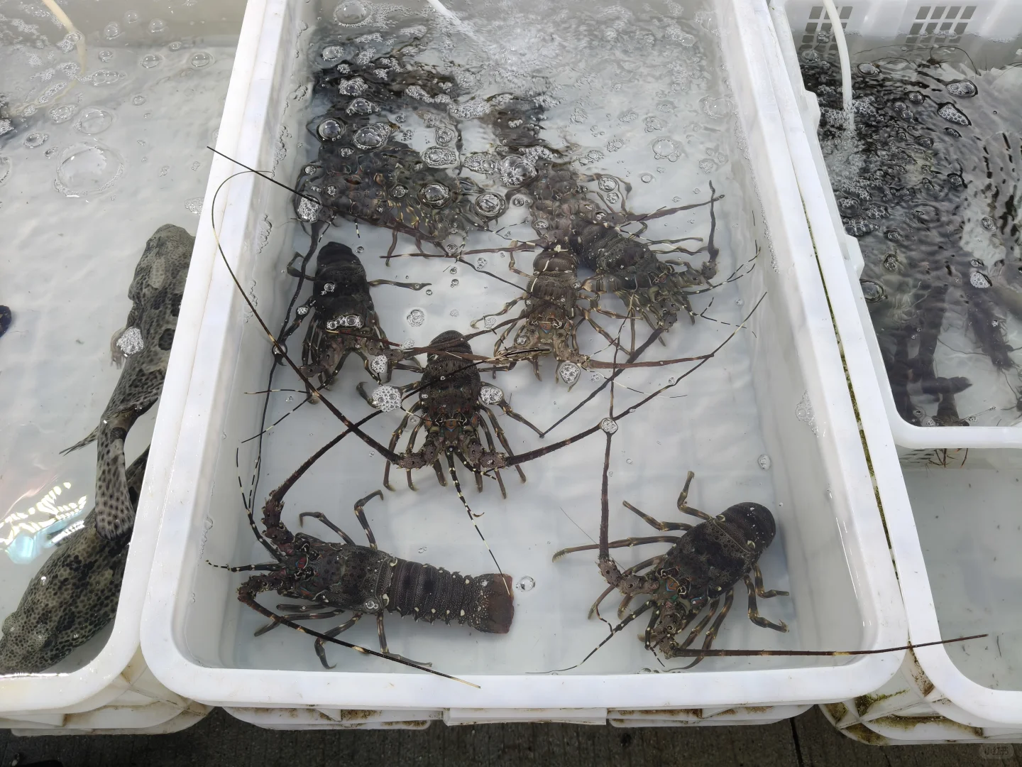 陵水新村码头！本地妹带买海鲜+加工，省一