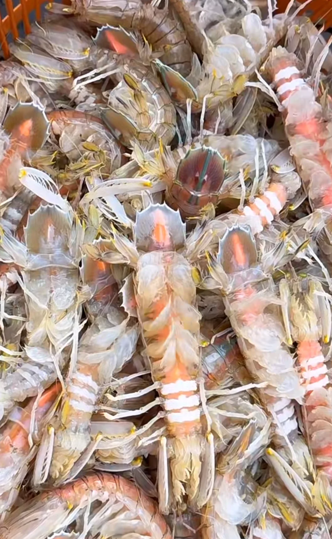 陈记川味海鲜加工店、林旺市场109号