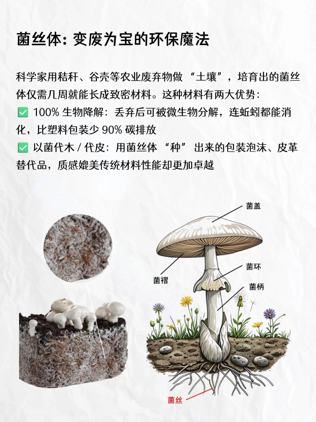 能吃又能造的新型环保材料?