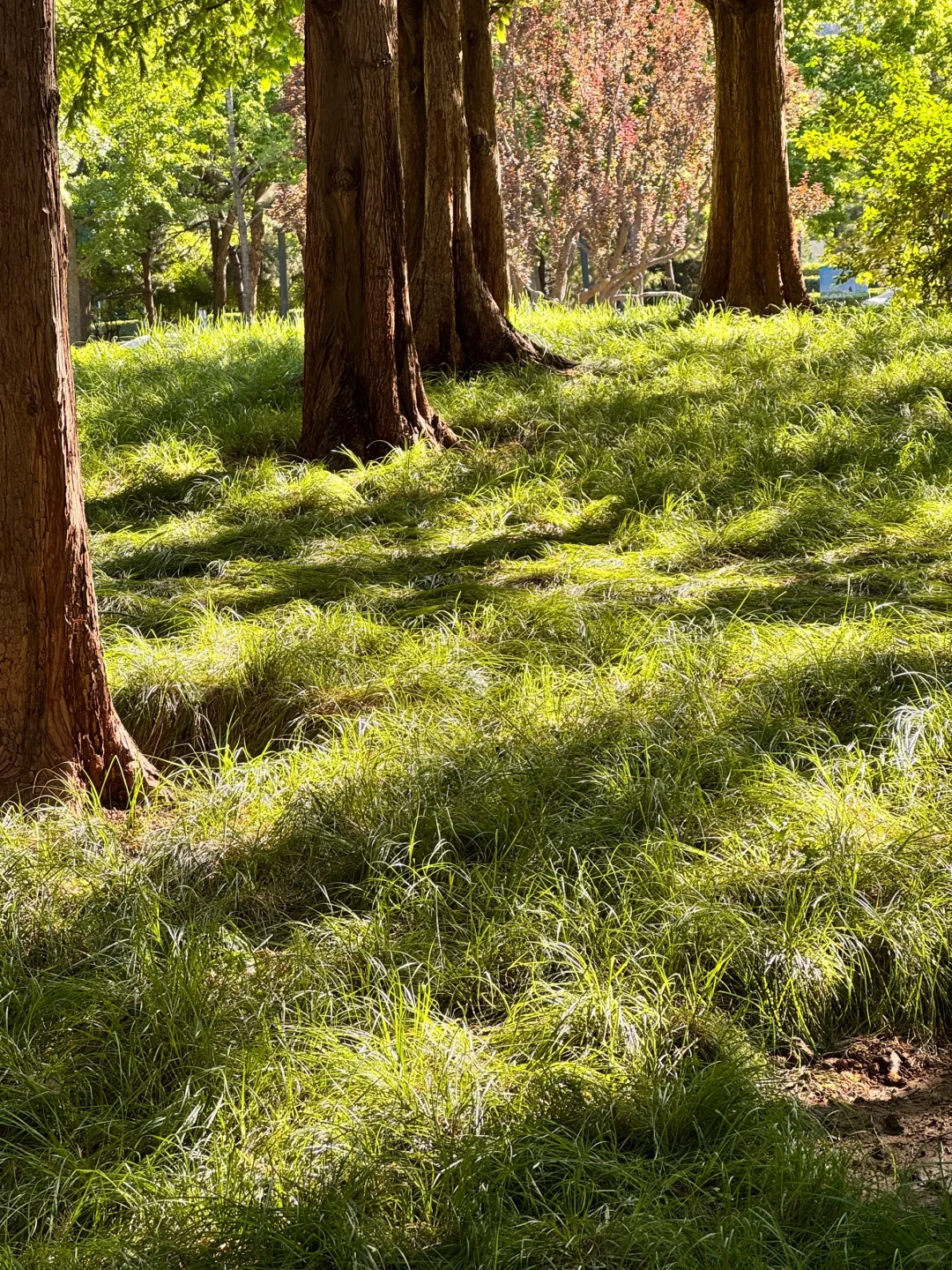 救命！李茶的茶真是我的夏日续命水！?
