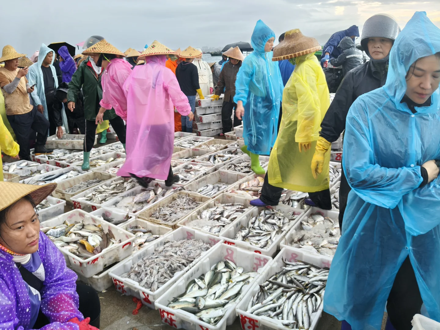 陵水新村码头！本地妹带买海鲜+加工，省一