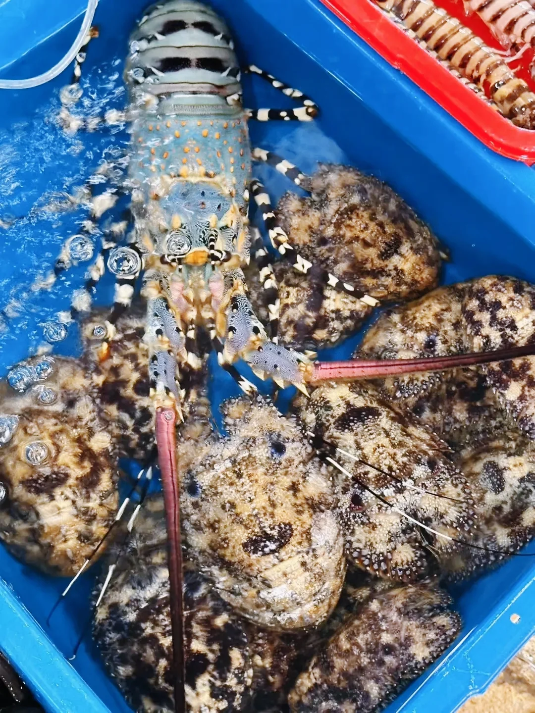 ?仙本那海鲜市场|砍价砍到摊主想拉黑我!