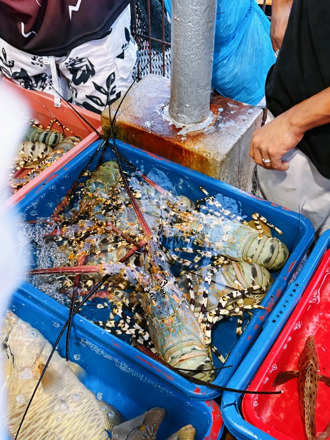 ?仙本那海鲜市场|砍价砍到摊主想拉黑我!