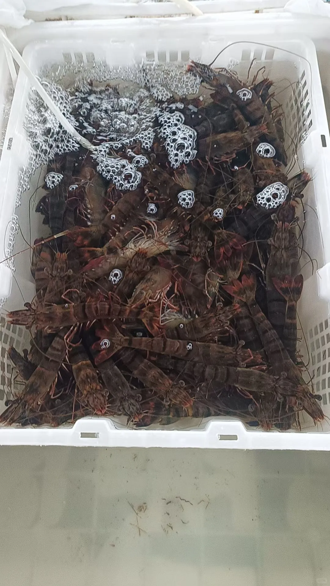 陵水新村码头！本地妹带买海鲜+加工，省一