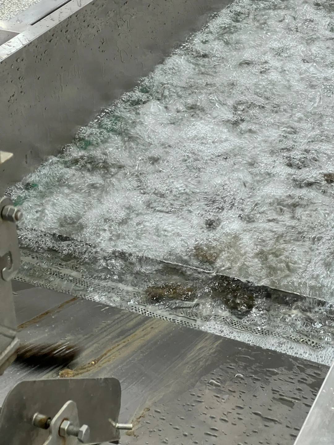 大连海参学习和考察工厂溯源之旅