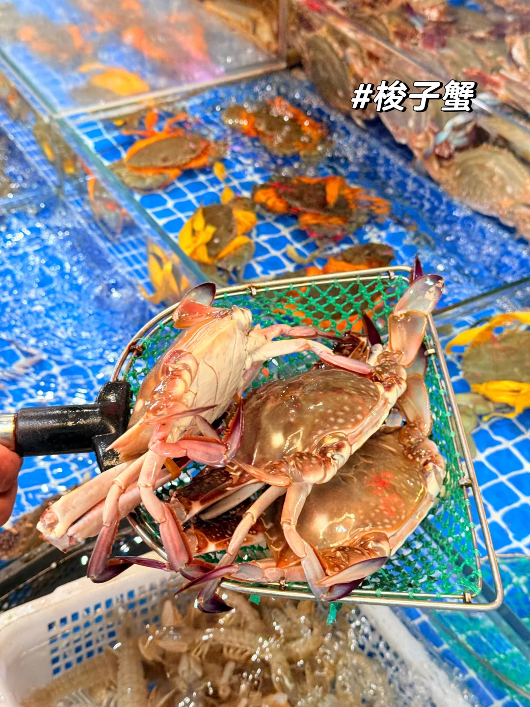 苏州南环桥｜探索海鲜采买加工一条龙（攻略）