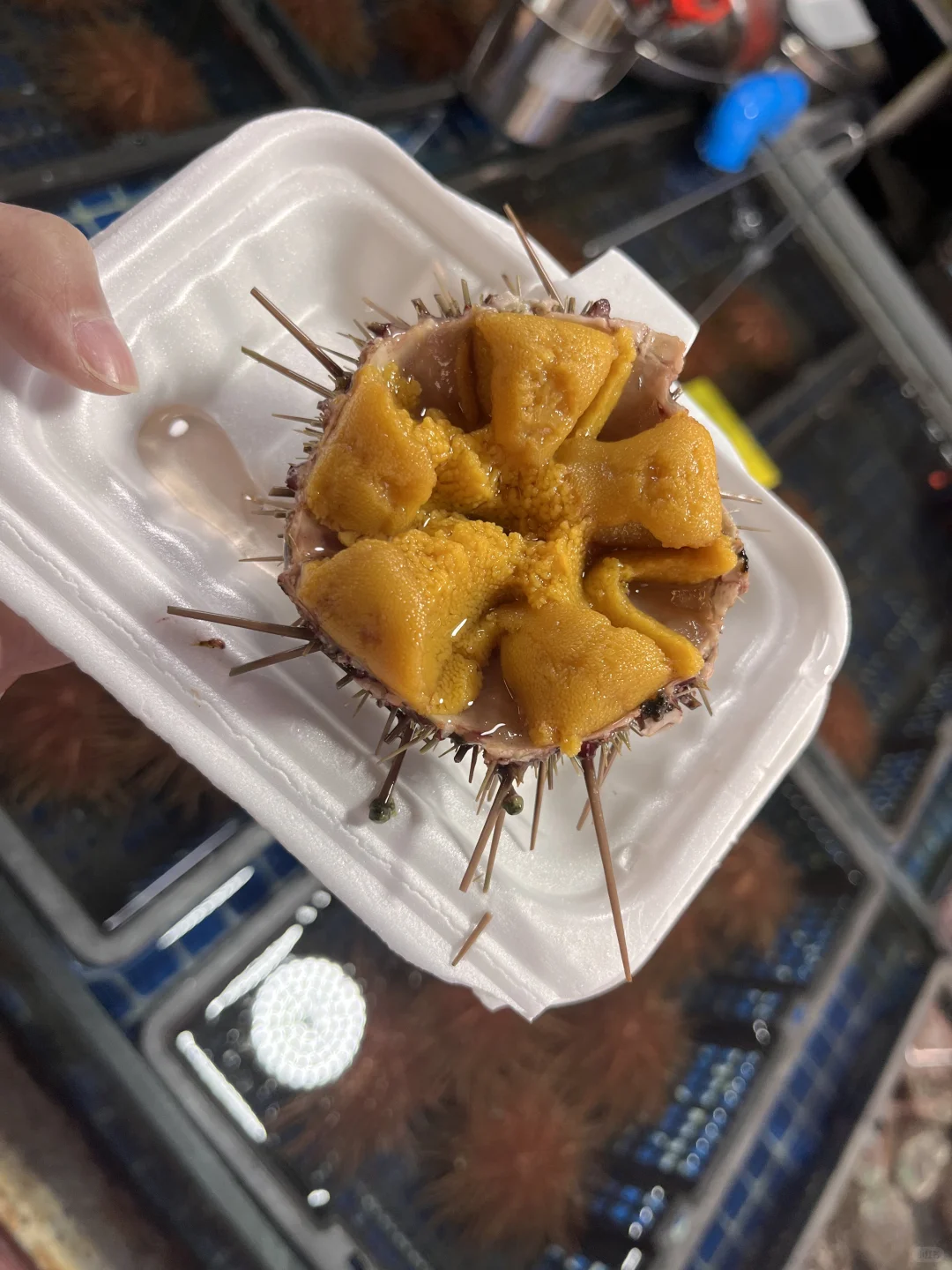 大连马兰市场10.31海鲜价格