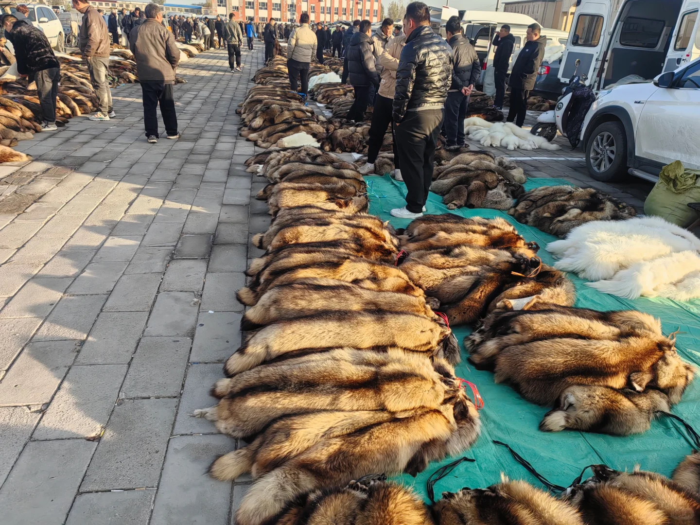 这才是真正的皮草源头。