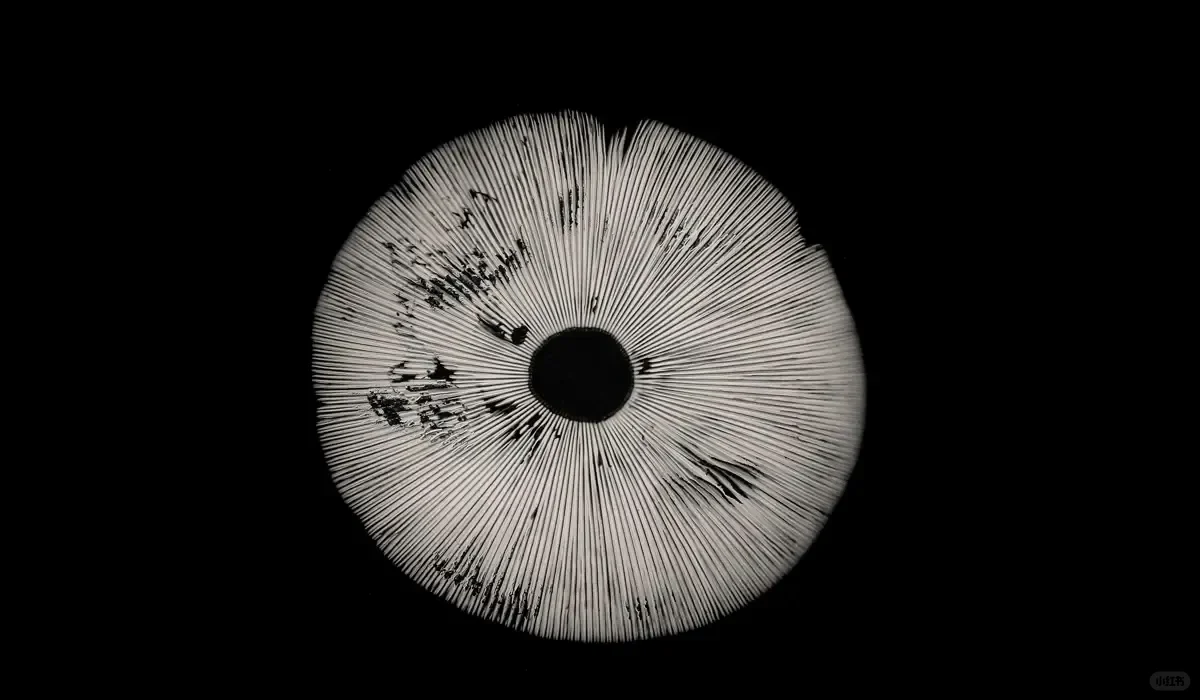 我在牛津研究去中心化AI，设计超越人类社会