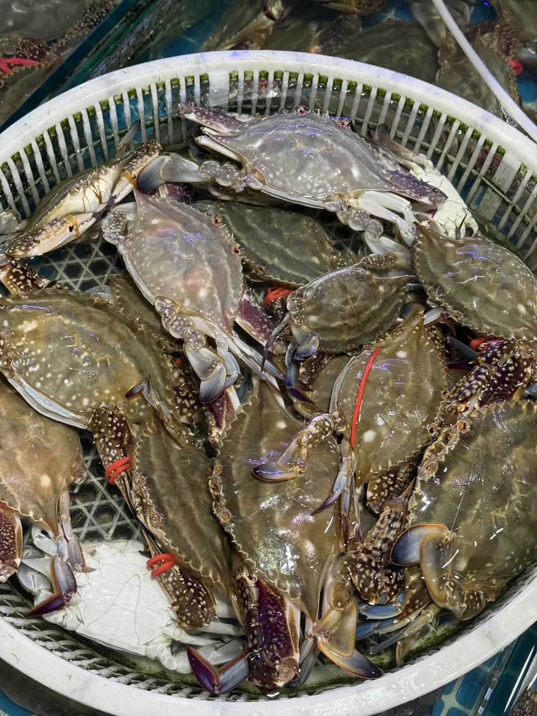 青岛海鲜最肥的季节｜海鲜加工最全攻略来喽