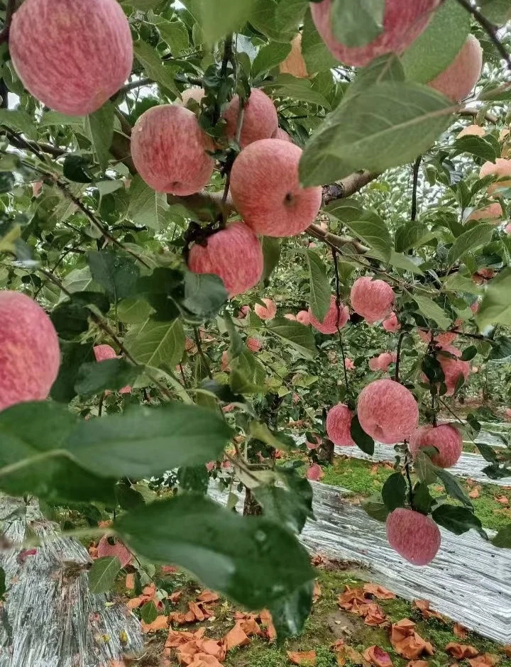 【助农】水果中并不普通的“普通人”