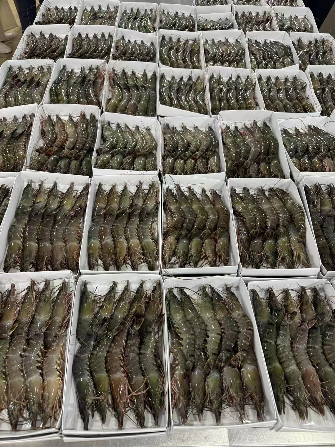 黑虎虾～生产线流程