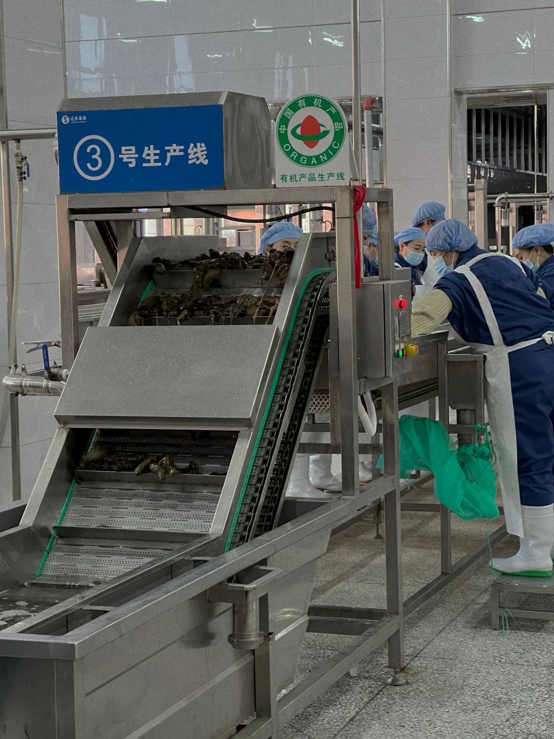 大连海参学习和考察工厂溯源之旅