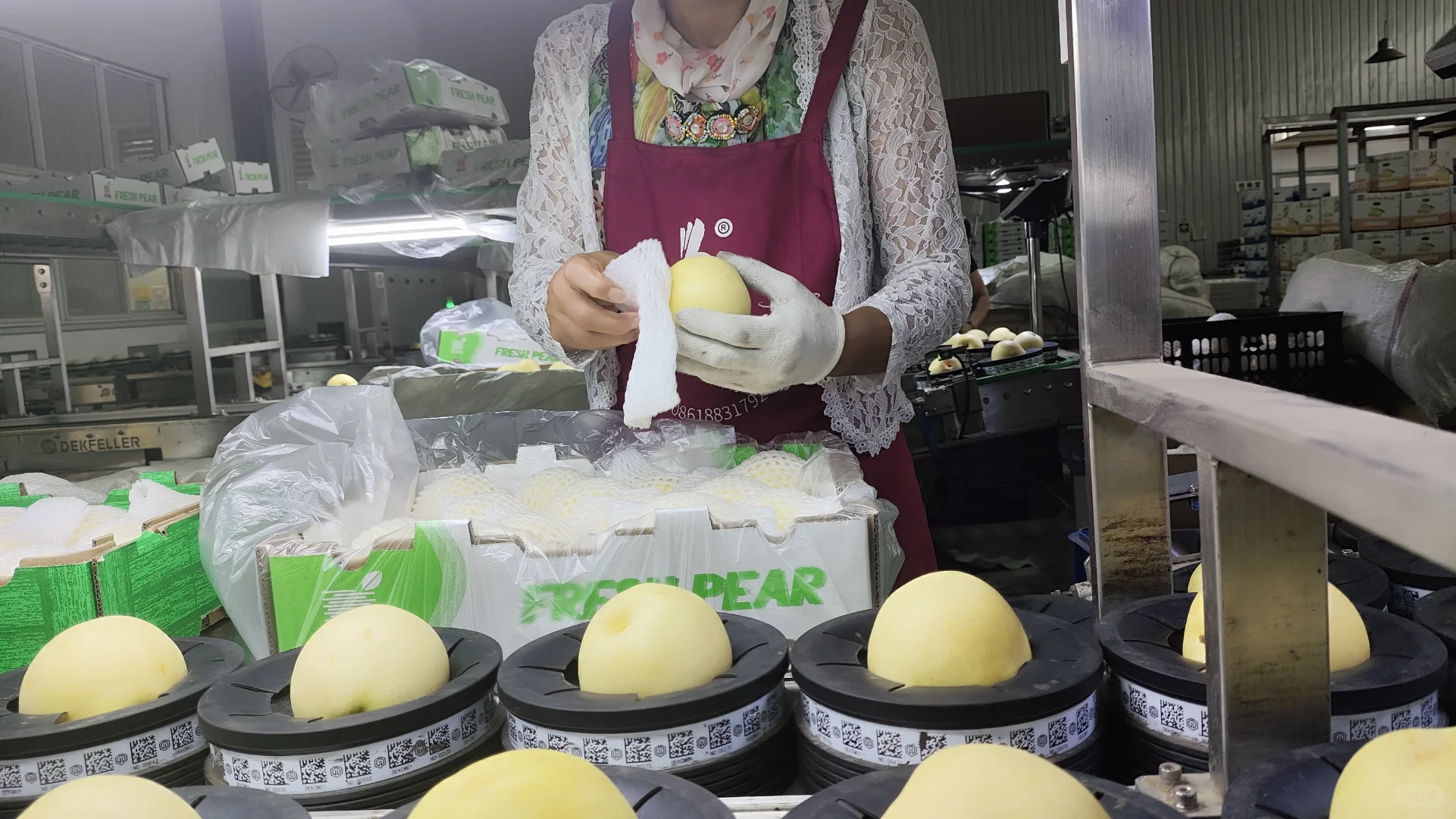 忙碌！河北梨加工厂全线规范加工