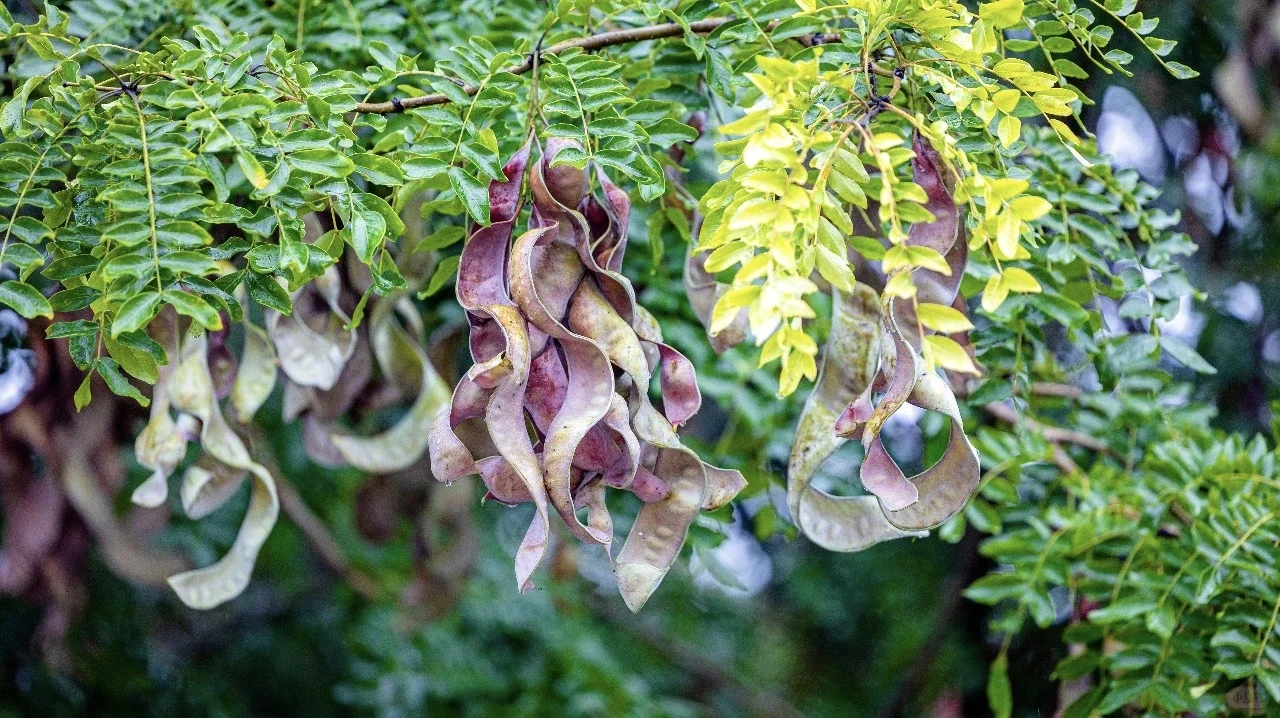 2025年新皂角米上新-助农产品