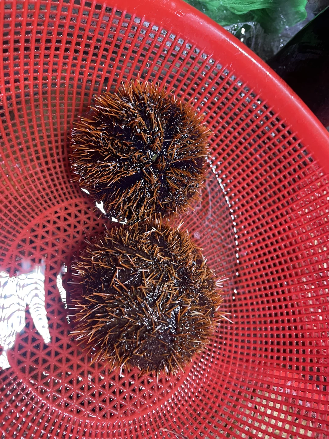 三亚海鲜市场买海鲜体验