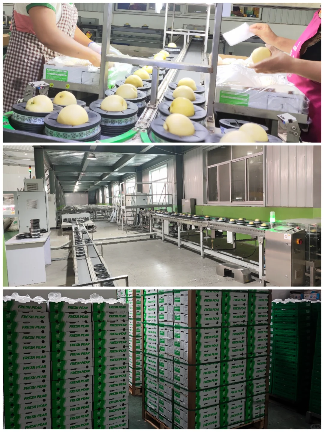 忙碌！河北梨加工厂全线规范加工