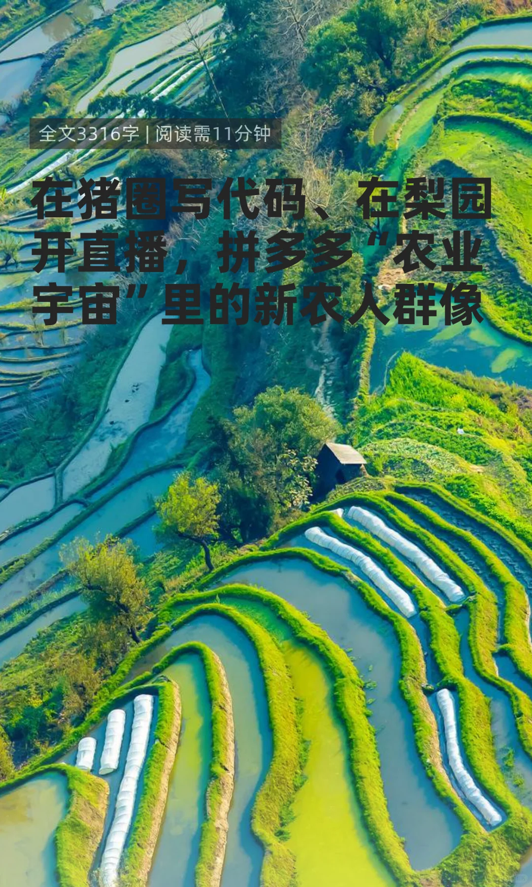 拼多多的农业新范式:AI进猪圈,直播进梨园