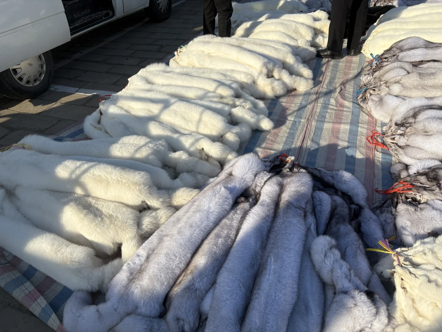 看一下皮草源头基地，全部皮草产品。