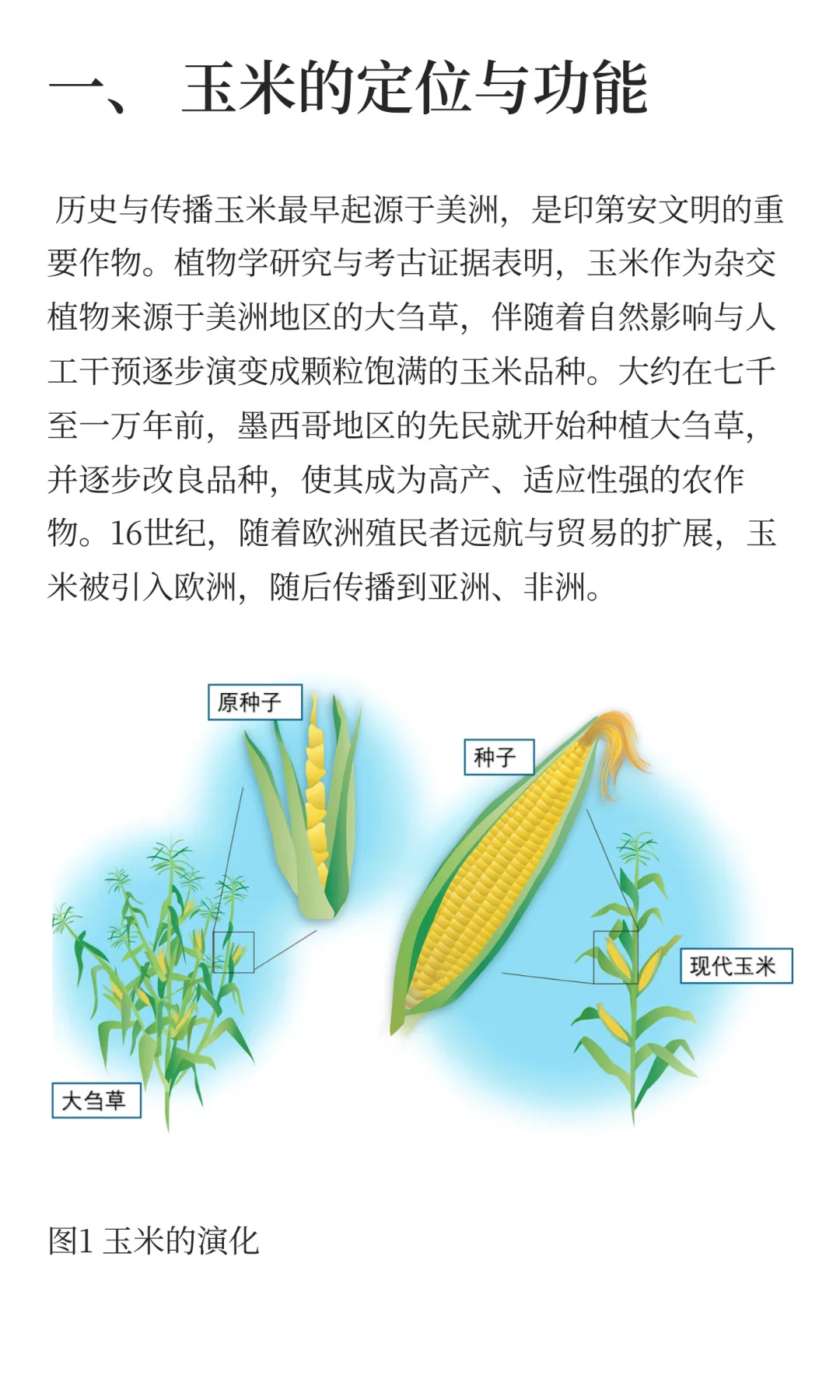 玉米的生产与贸易