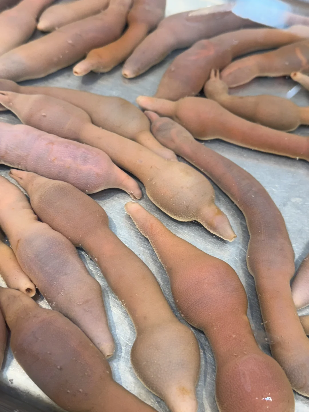 青岛最近尊嘟冷……但海鲜这肥度可蹭蹭涨！！