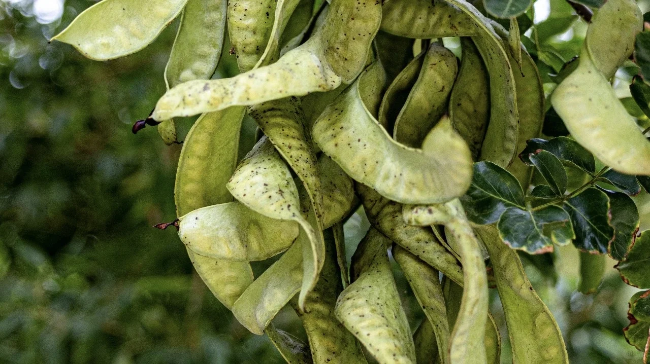 2025年新皂角米上新-助农产品