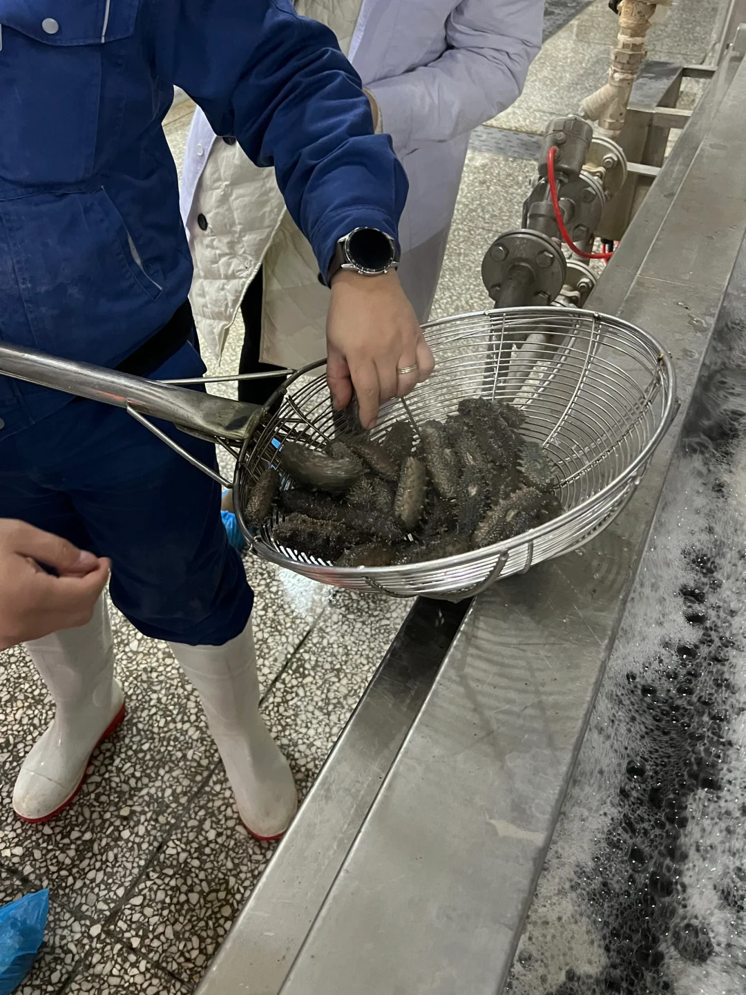 大连海参学习和考察工厂溯源之旅