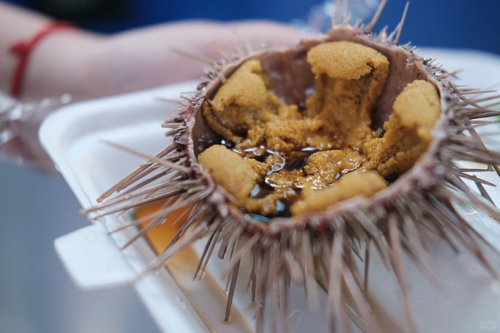 桃源市场·大连记录?