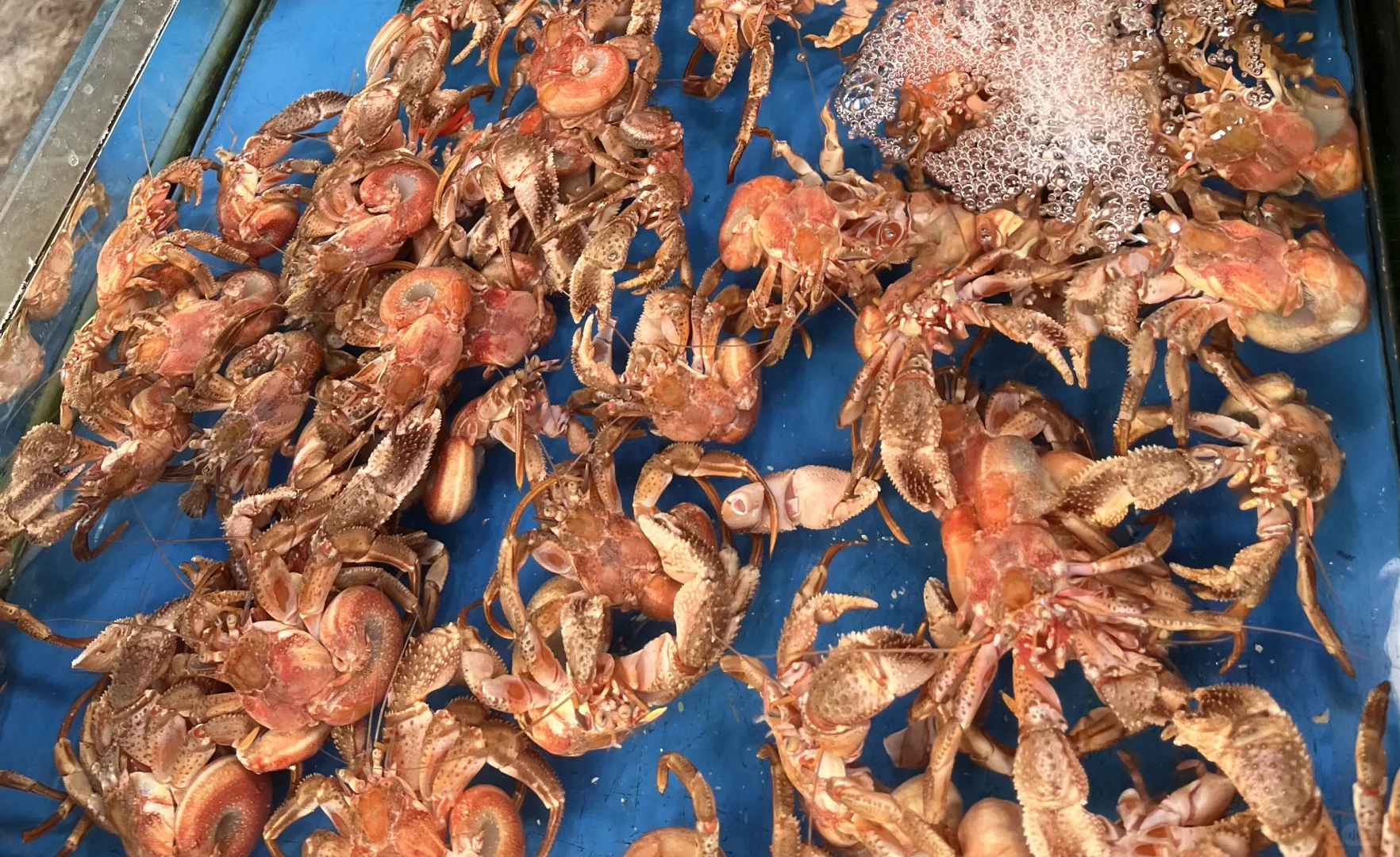 大连马兰市场10.31海鲜价格