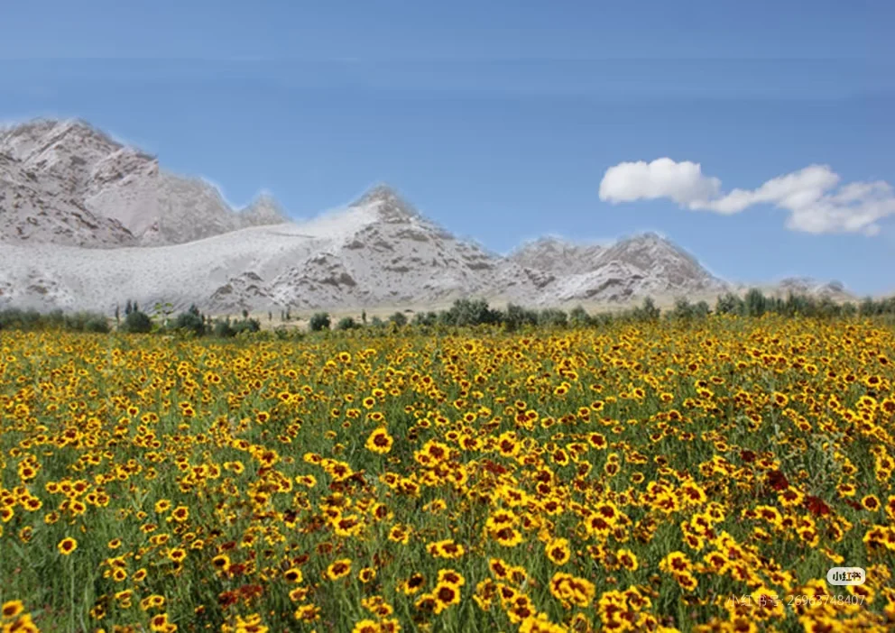 喝到的是雪菊，托起的是新疆???