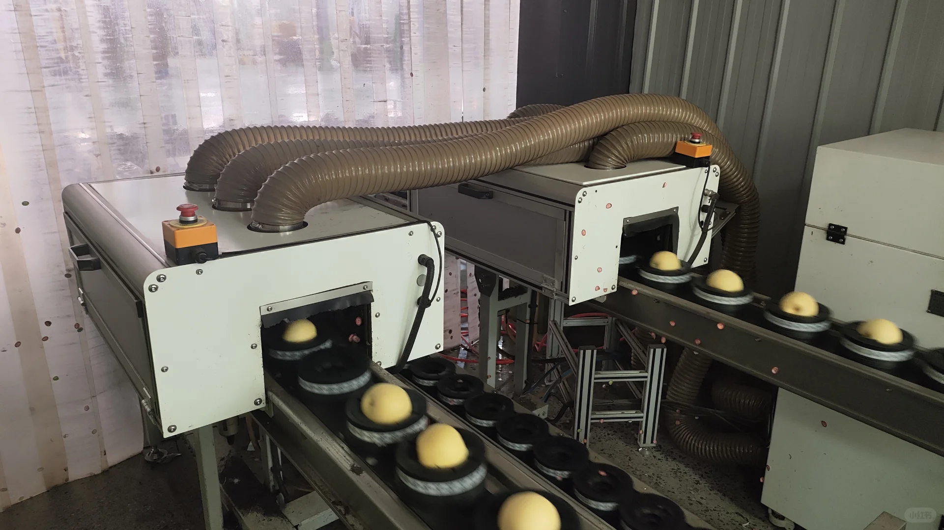 忙碌！河北梨加工厂全线规范加工