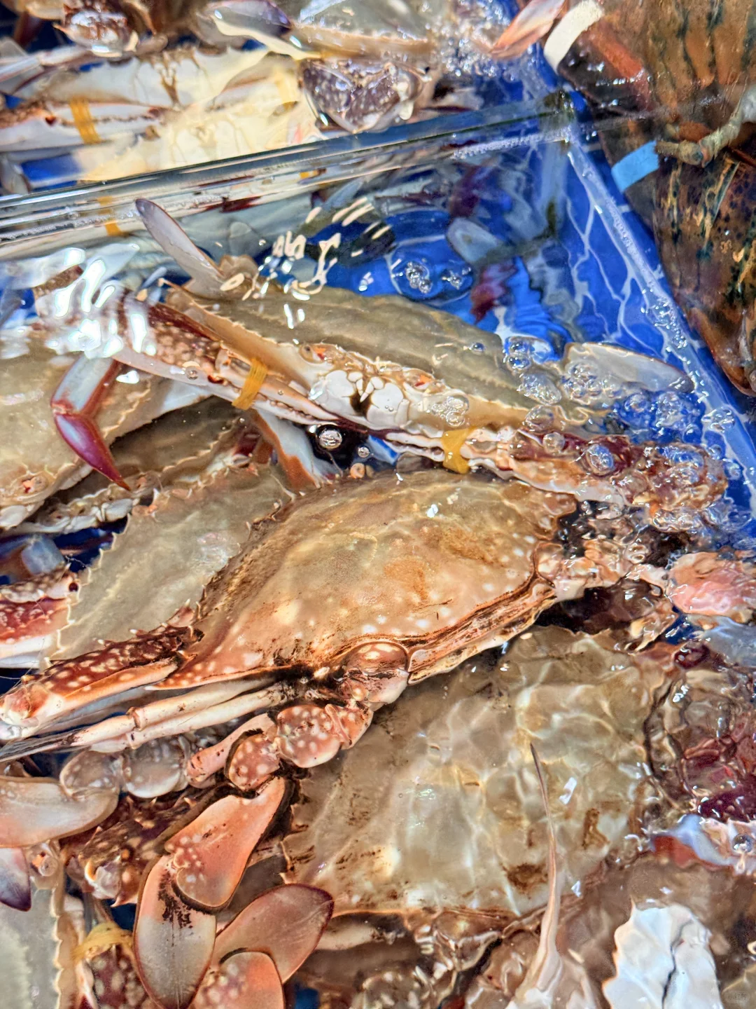 苏州南环桥｜探索海鲜采买加工一条龙（攻略）