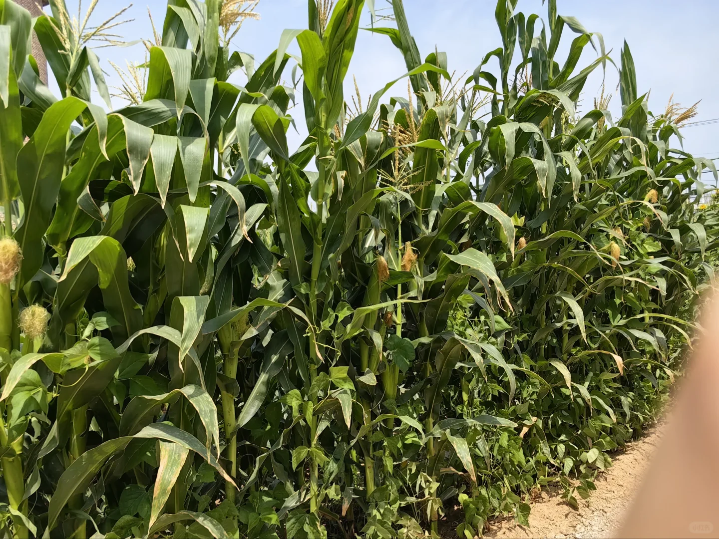 大学生暑期社会实践——桑梓农情，生态先行